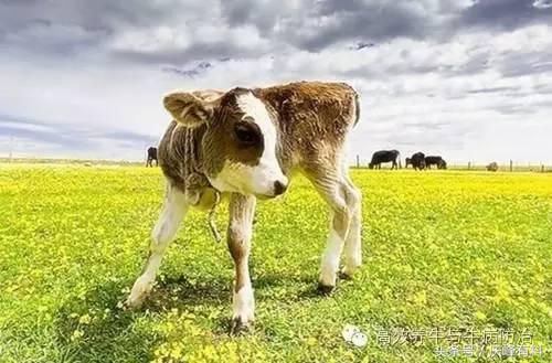 出生犊牛口炎病，只需一招！