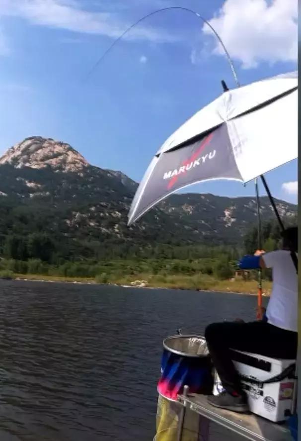 龙纹鲤钓草鱼,龙纹鲤4代钓草鱼