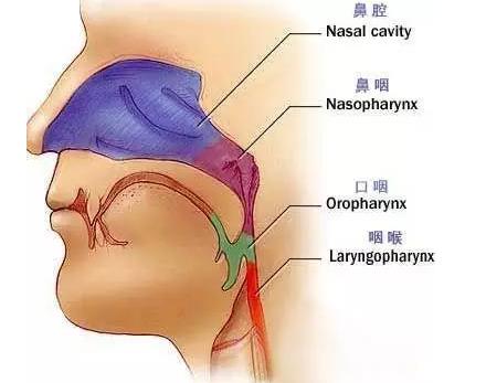 鼻咽癌患者最新明细,早期鼻咽癌的患者治愈率和生存期