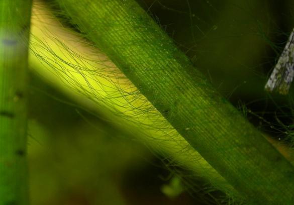 水草缸里面的丝藻怎么去除,水草缸除丝藻能力很强的是啥鱼