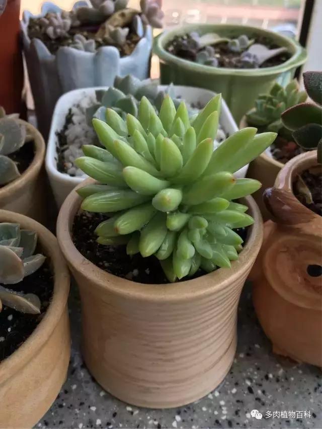 11岁小肉友的投稿：当多肉遇见盛夏的那场雨