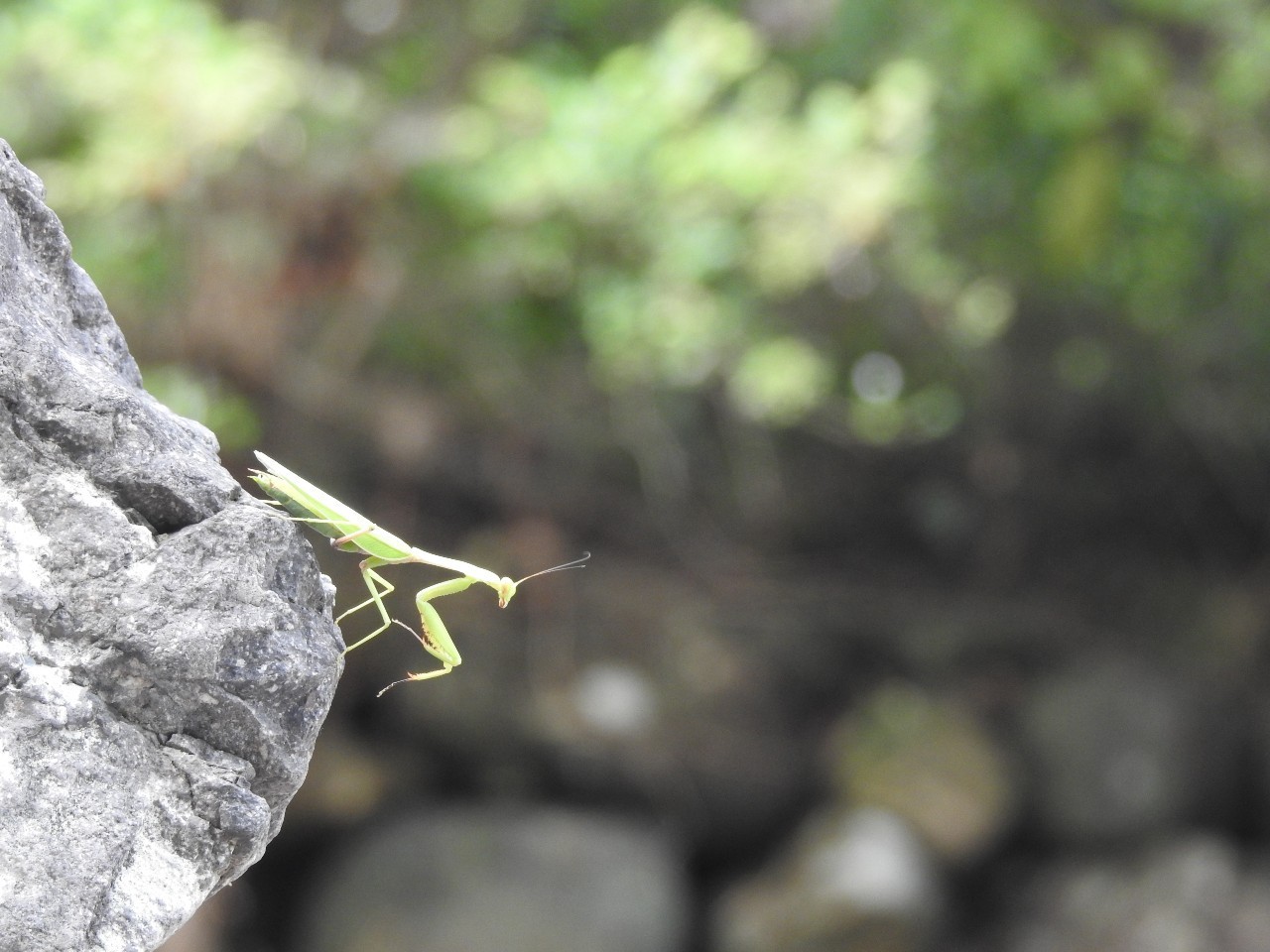 「雪球自然观察」螳螂跳水记