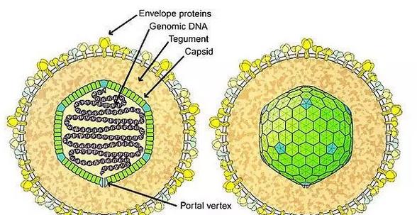 鼻咽癌的早期治愈率可达80以上,鼻咽癌患者最新明细