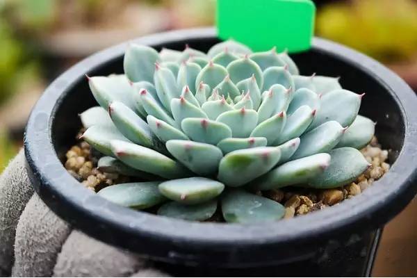 韩国多肉好卖吗,韩国奶酪多肉与国内区别