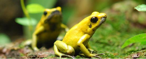 为什么箭毒蛙是保护动物,箭毒蛙为什么不会毒死仓鼠