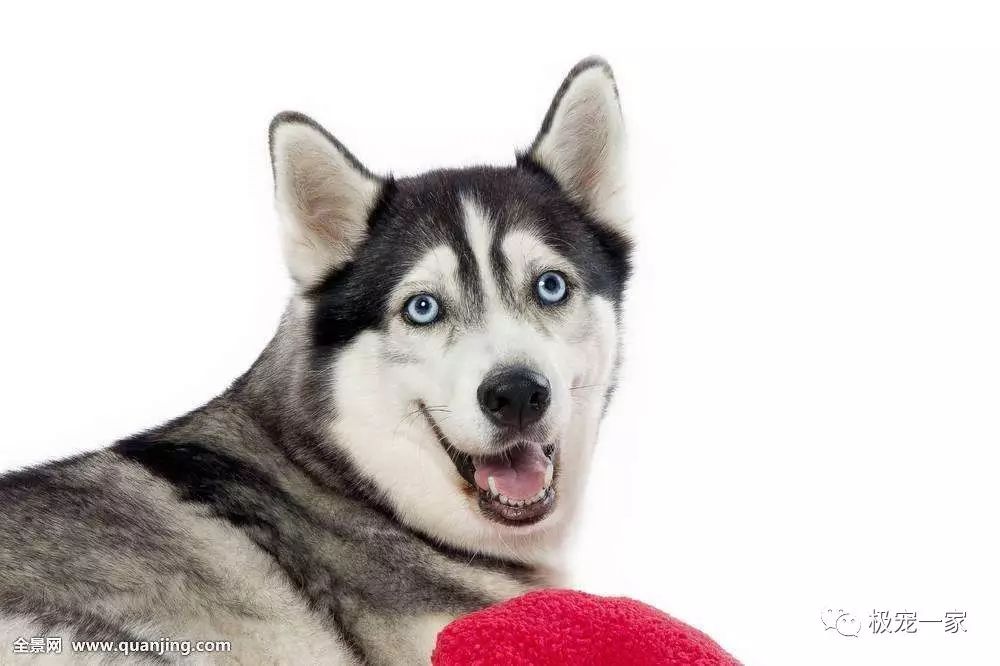 宠物交易骗局视频大全,宠物售卖骗局套路