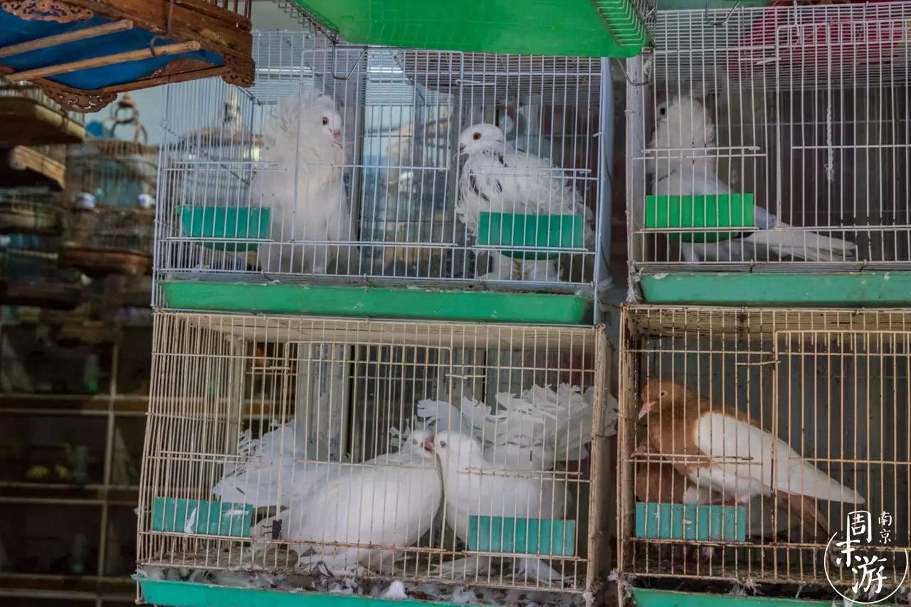 逛南京花卉市场视频,南京夫子庙花鸟鱼虫市场