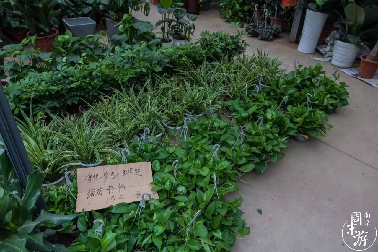 逛花鸟鱼虫市场的视频,南京花鸟鱼虫市场