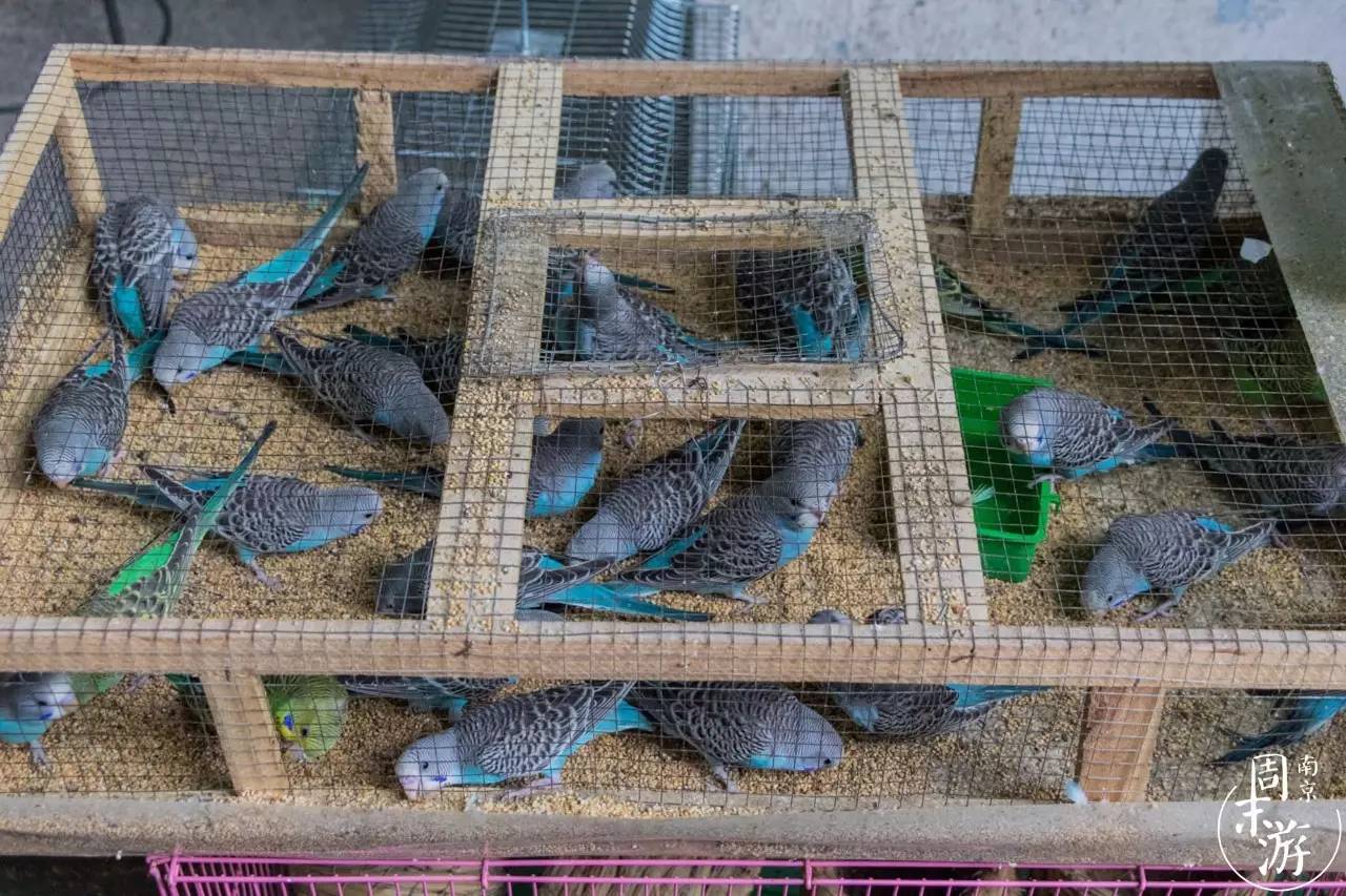 逛花鸟鱼虫市场的视频,南京花鸟鱼虫市场