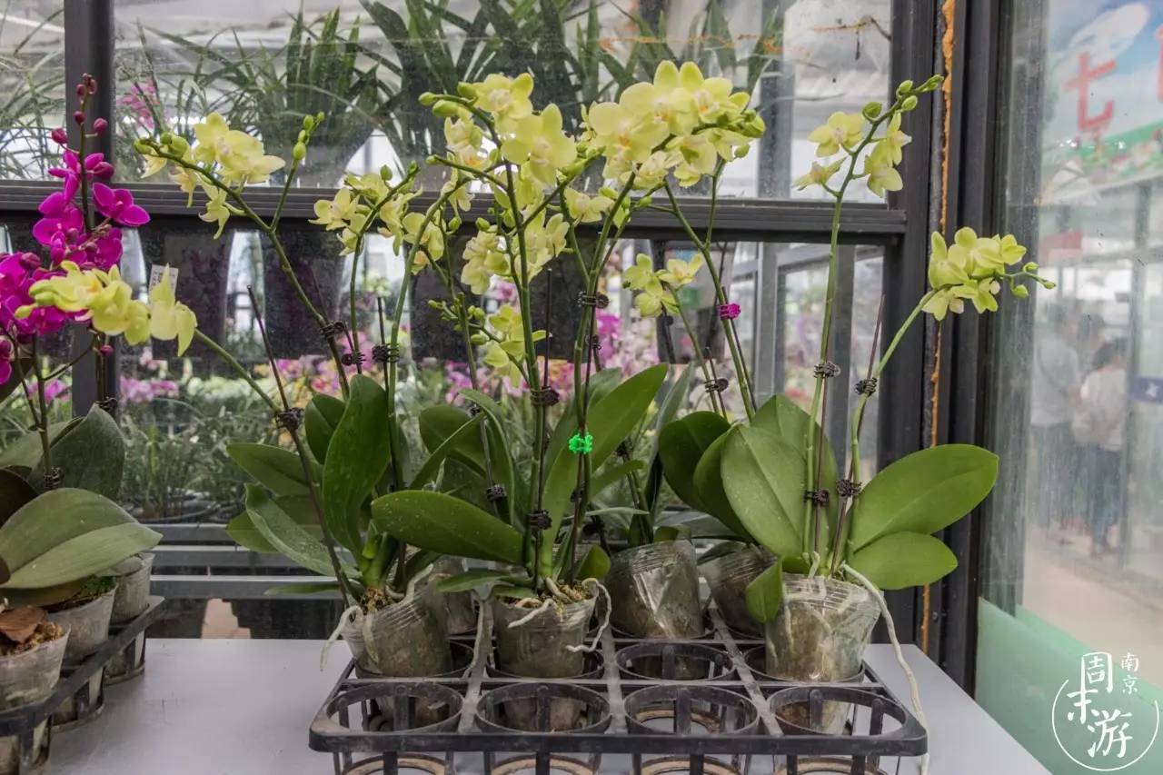 南京夫子庙花鸟鱼虫市场,南京花鸟鱼虫市场