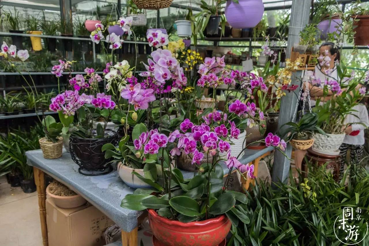 南京花鸟鱼虫市场,逛遍市场