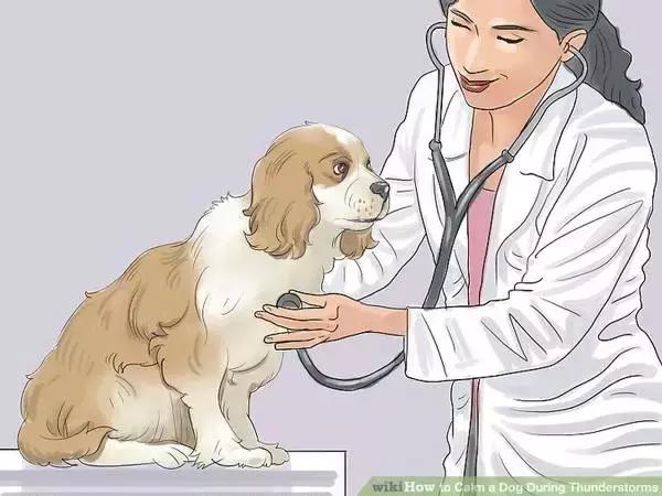 狗狗特别怕打雷怎么办,狗狗害怕打雷闪电怎么办