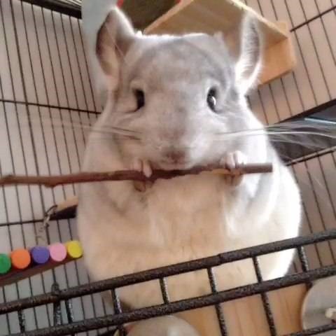 龙猫便秘不动了,龙猫便秘是怎么回事