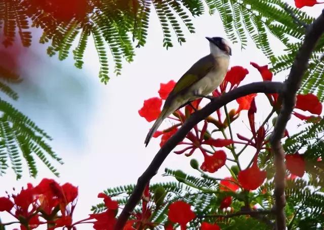 不愧为中山的生态保护区,镜头下的五桂山竟然这么美