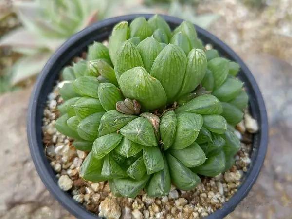 韩国多肉好卖吗,韩国奶酪多肉与国内区别