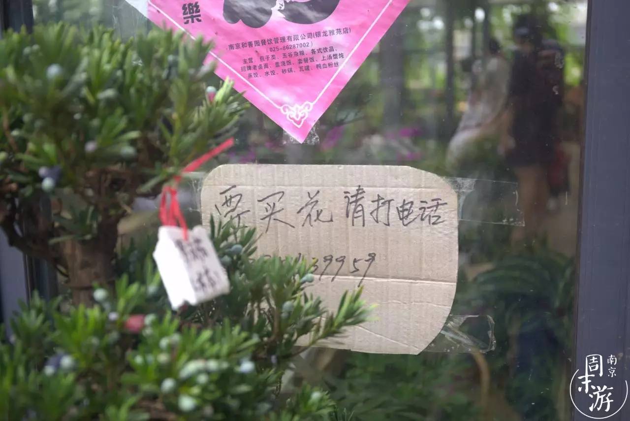 逛南京花卉市场视频,南京夫子庙花鸟鱼虫市场
