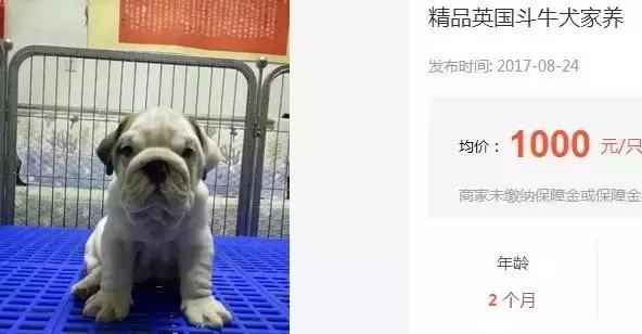 致狗狗的最后一封信,致养狗人士的一封公开信