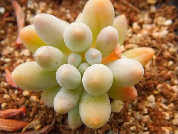 韩国多肉好卖吗,韩国奶酪多肉与国内区别