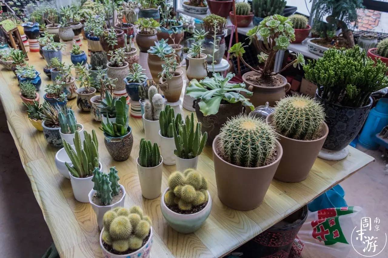 南京市最大的花鸟鱼虫市场在哪里,逛花鸟鱼虫市场的视频