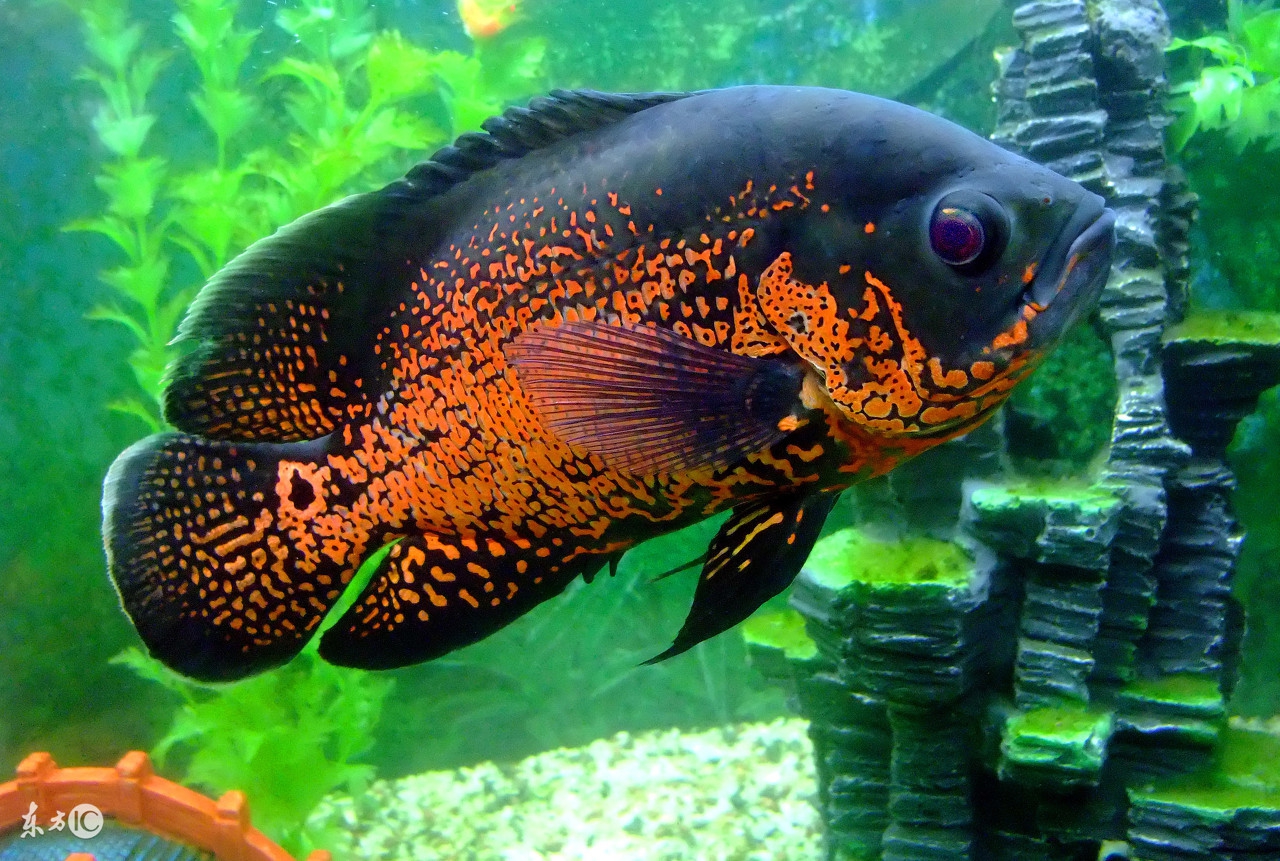 孔雀鱼硝化细菌养水的正确方法,观赏鱼水质硝化细菌