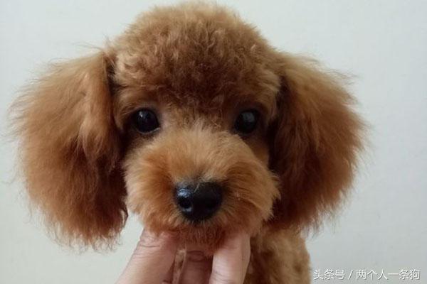 男人花了100块钱买了一只流浪狗,流浪泰迪100元