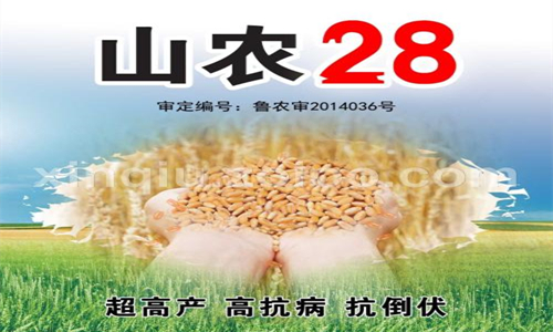 山农28小麦品种简介,山农28号小麦品种一亩种多少斤