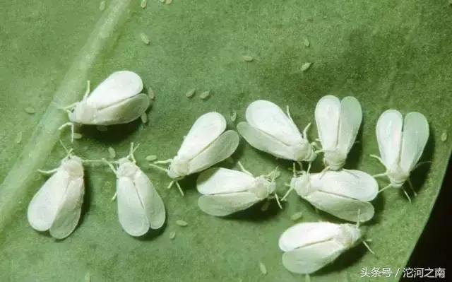 路边上白色的小飞虫是什么,街上突然出现很多小飞虫什么原因