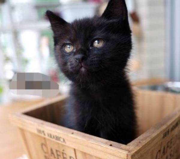 猫取什么名字最可爱又仙气,古人给黑毛金眼猫取名