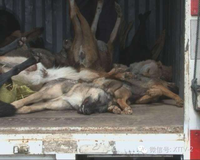 琥珀胆碱偷狗,琥珀胆碱对狗的危害