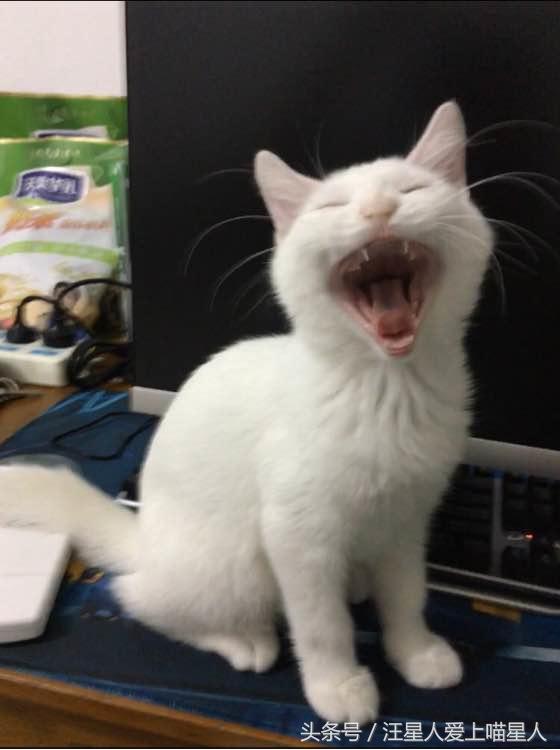 养两只猫咪什么体验,家里养个宠物猫是什么样的感觉