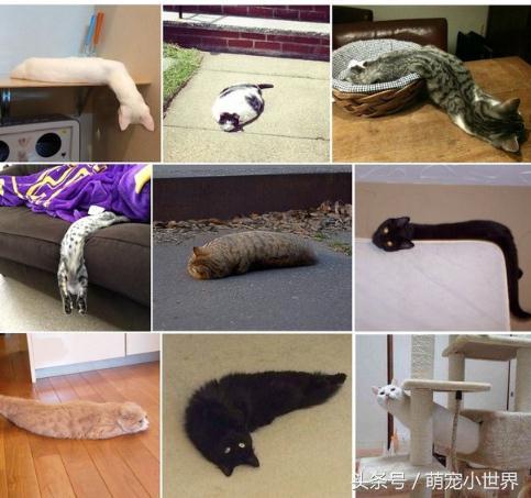 喵星人到底有多软看看你就知道啦,喵星人不太正常的样子