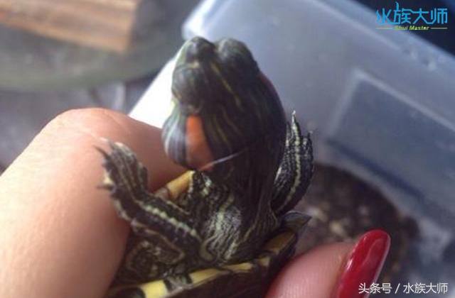 龟中耳炎手术多久消肿,龟中耳炎能用碘伏吗