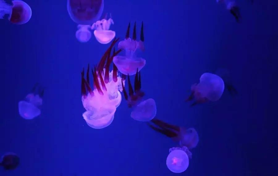 元旦成都出发两天一夜旅游攻略,成都出发三四天旅游推荐国庆