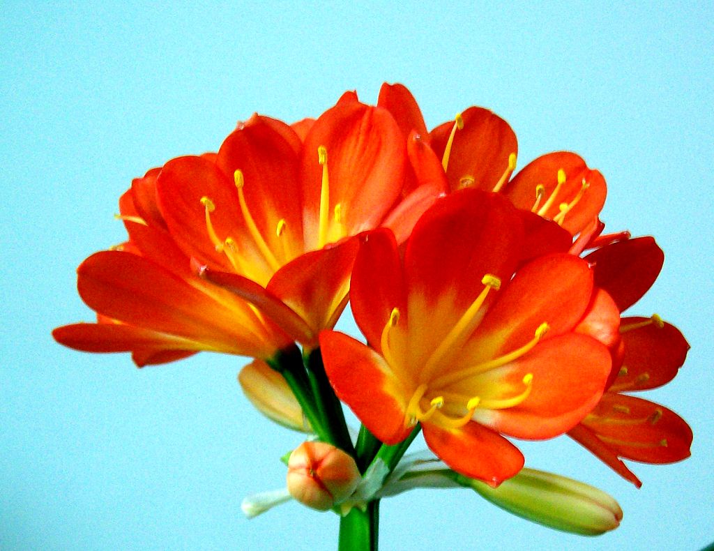 君子兰的养殖方法怎么养才茂盛,开花君子兰的养殖方法和注意事项