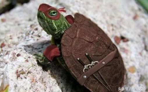 石金钱龟为什么崩盘,龟价低迷怎么办