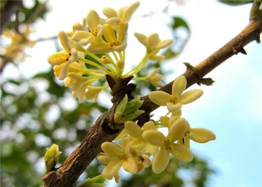 桂花养殖方法和注意什么,桂花风水大忌大全及讲解
