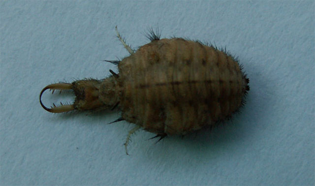 常见的大虫子科普,盘点那些你没见过的虫子