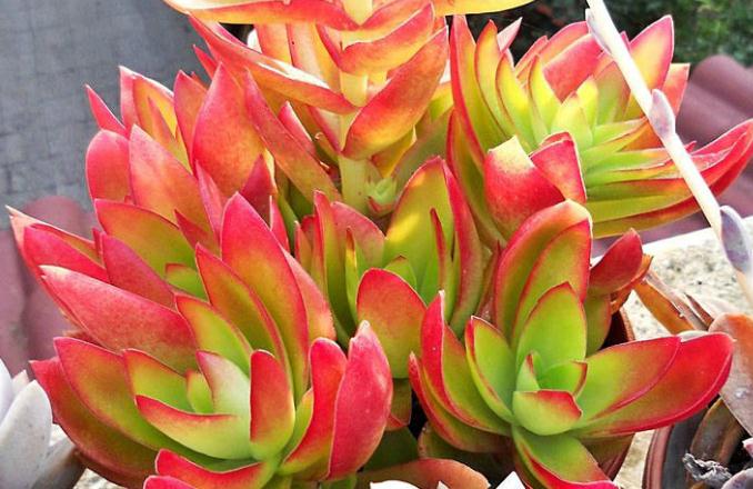 最全多肉图鉴大全,图鉴植物