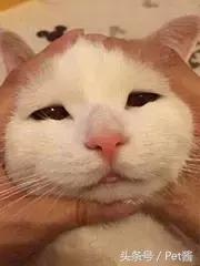 与野生猎豹亲密接触,摄影师野外河边拍摄野生猎豹