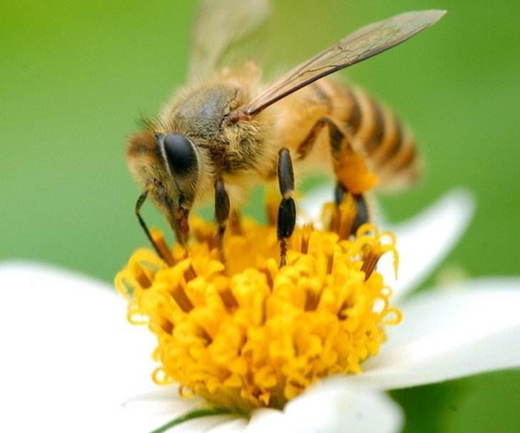 麦卢卡蜂蜜umf好还是mgo好,麦卢卡蜂蜜mgo和umf的区别