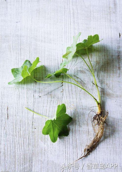 曾是西方炼金术师的宠儿，如今仍是“女士的斗篷”