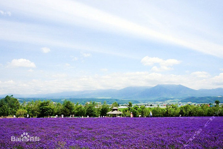 北京怀柔东方普罗旺斯薰衣草庄园,北京普罗旺斯薰衣草庄园