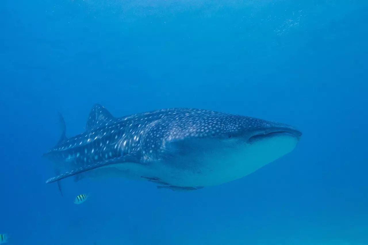 关于鲸鱼你知道什么,鲸鲨温柔