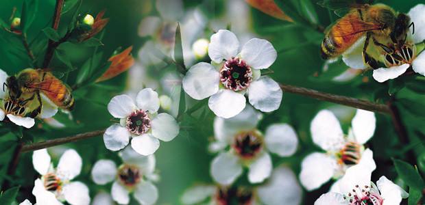 新西兰蜂蜜麦卢卡骗局,新西兰麦卢卡蜂蜜杀灭幽门螺杆菌