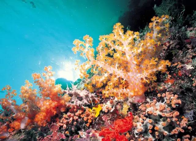 尊享芽庄珍珠岛8日游,999元芽庄自由行