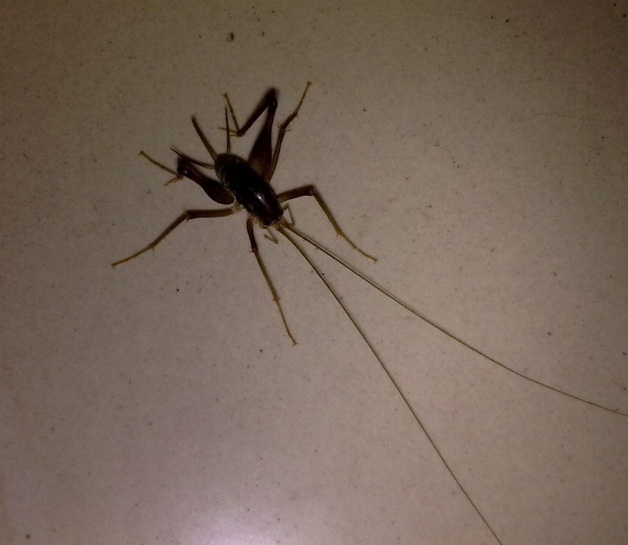 常见的大虫子科普,盘点那些你没见过的虫子