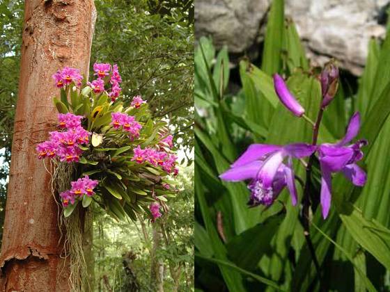 兰花进化的秘密,兰花进化的百年谜团