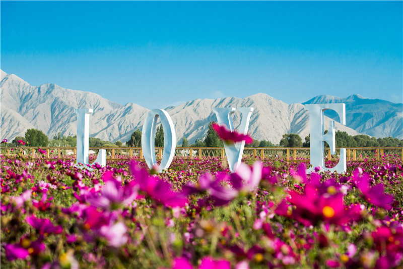 肃北七彩花海,肃北百亩花海在哪里