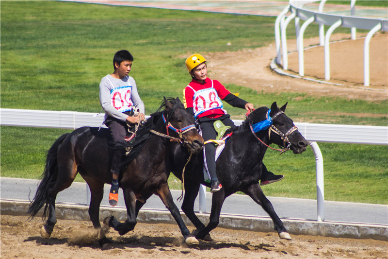 肃北七彩花海,肃北百亩花海在哪里