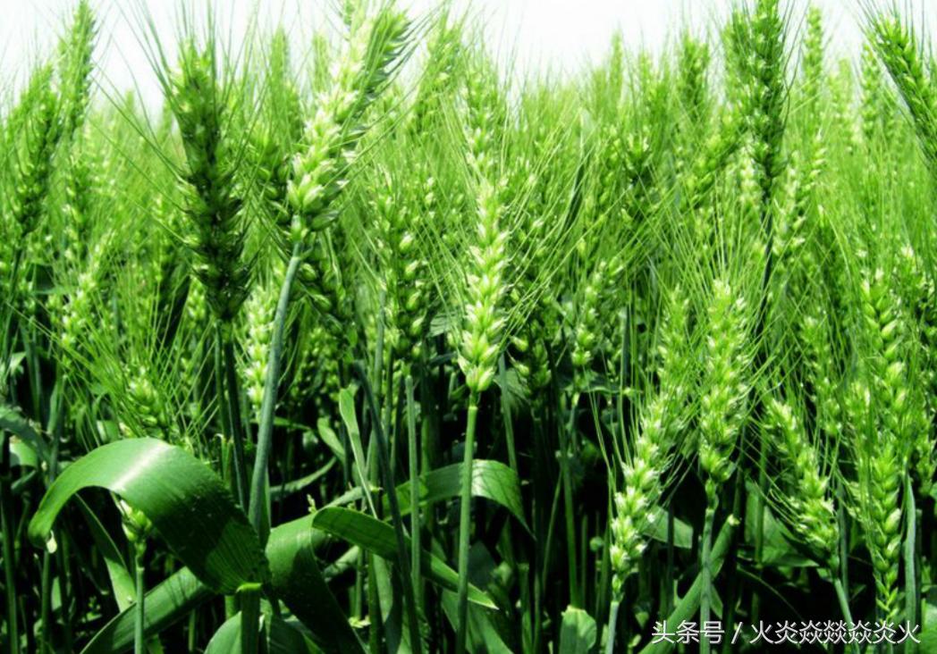 小麦种包衣推荐,小麦投入与产出